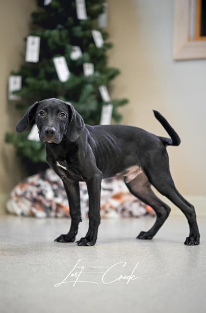 Enlarge Truffle, a Adoptable mixed breed in Kalispell, MT image 1/3