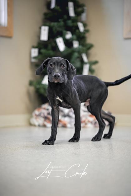 Enlarge Truffle, a Adoptable mixed breed in Kalispell, MT image 2/3