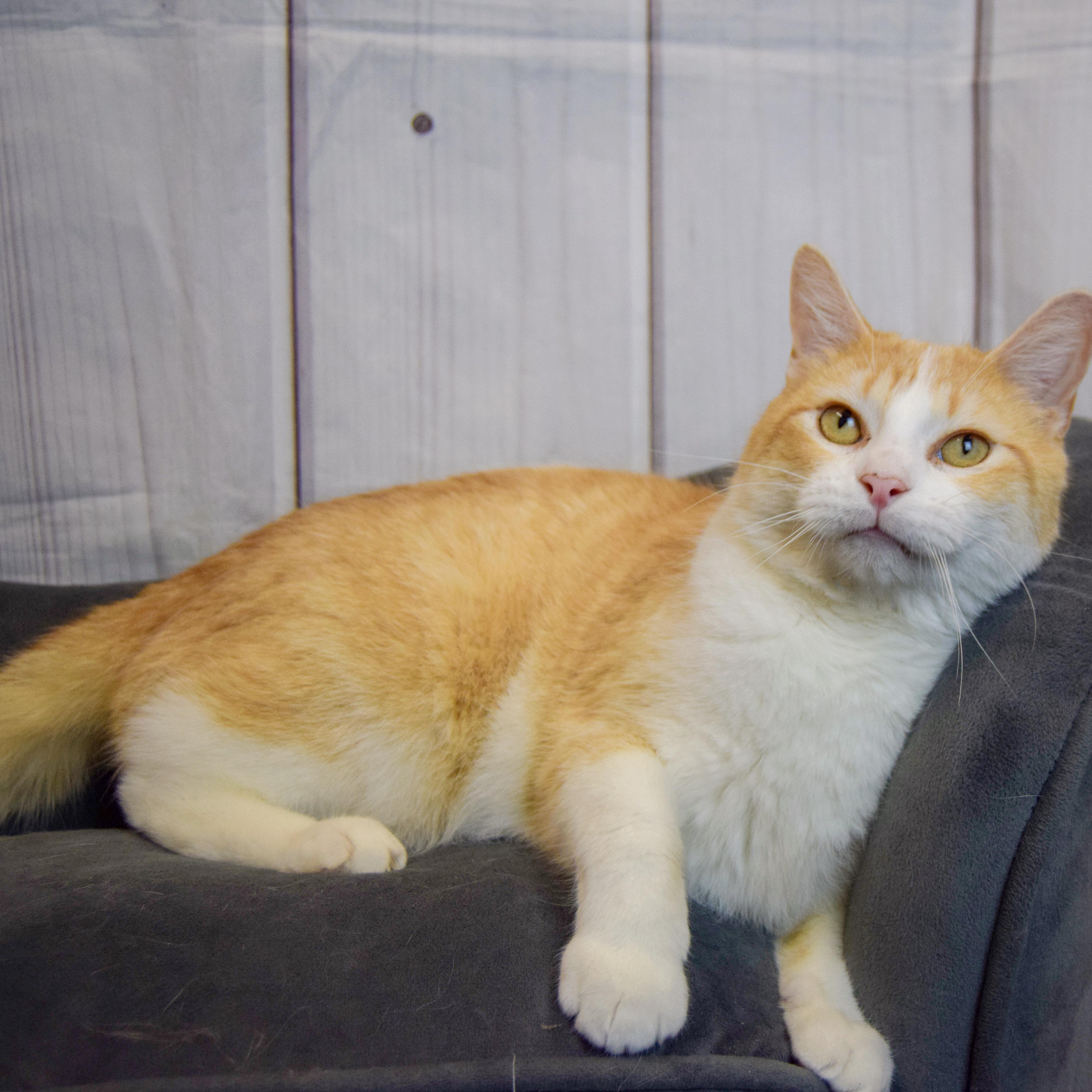 Enlarge Apollo, an adopted mixed breed in Huntley, IL image 4/6