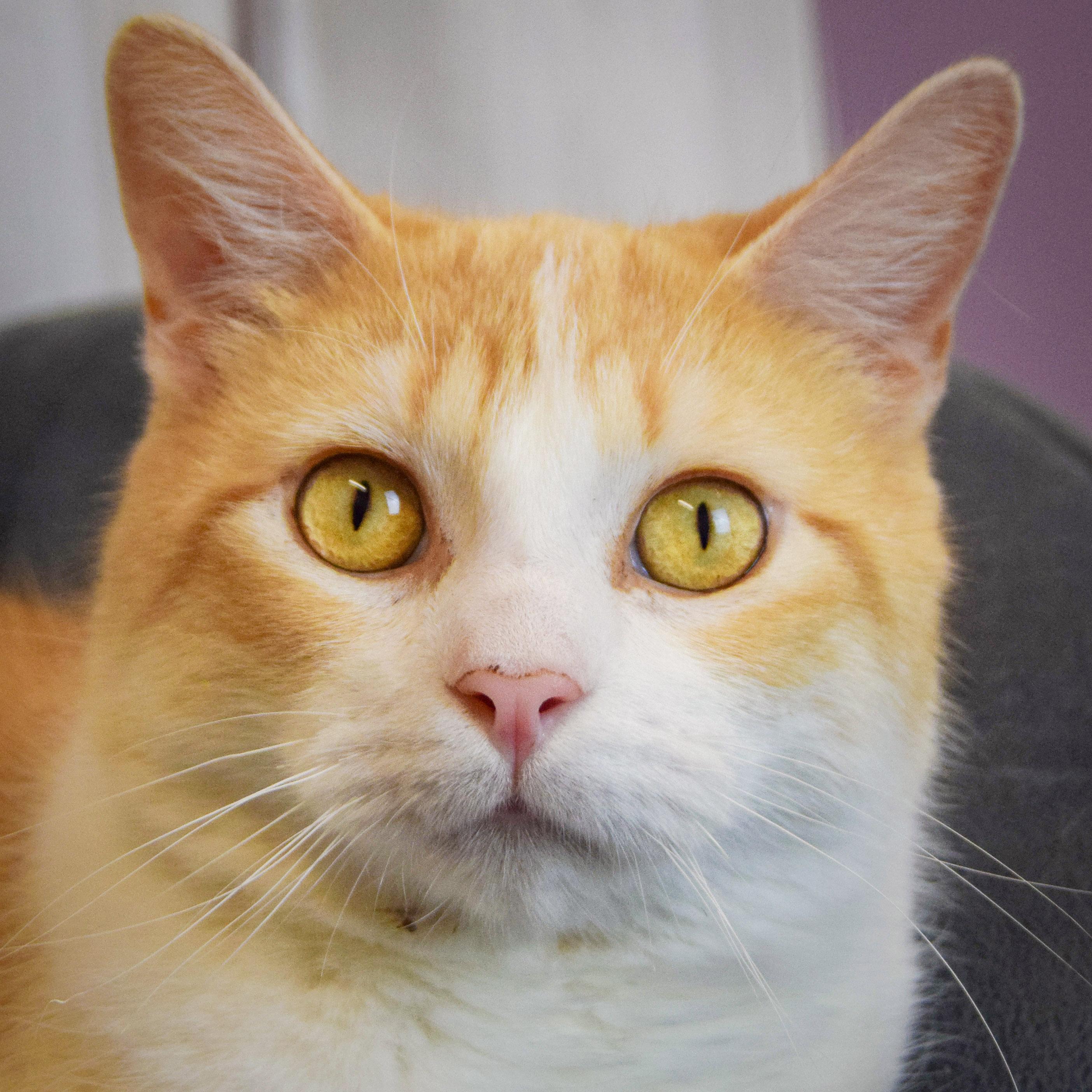 Enlarge Apollo, an adopted mixed breed in Huntley, IL image 1/6