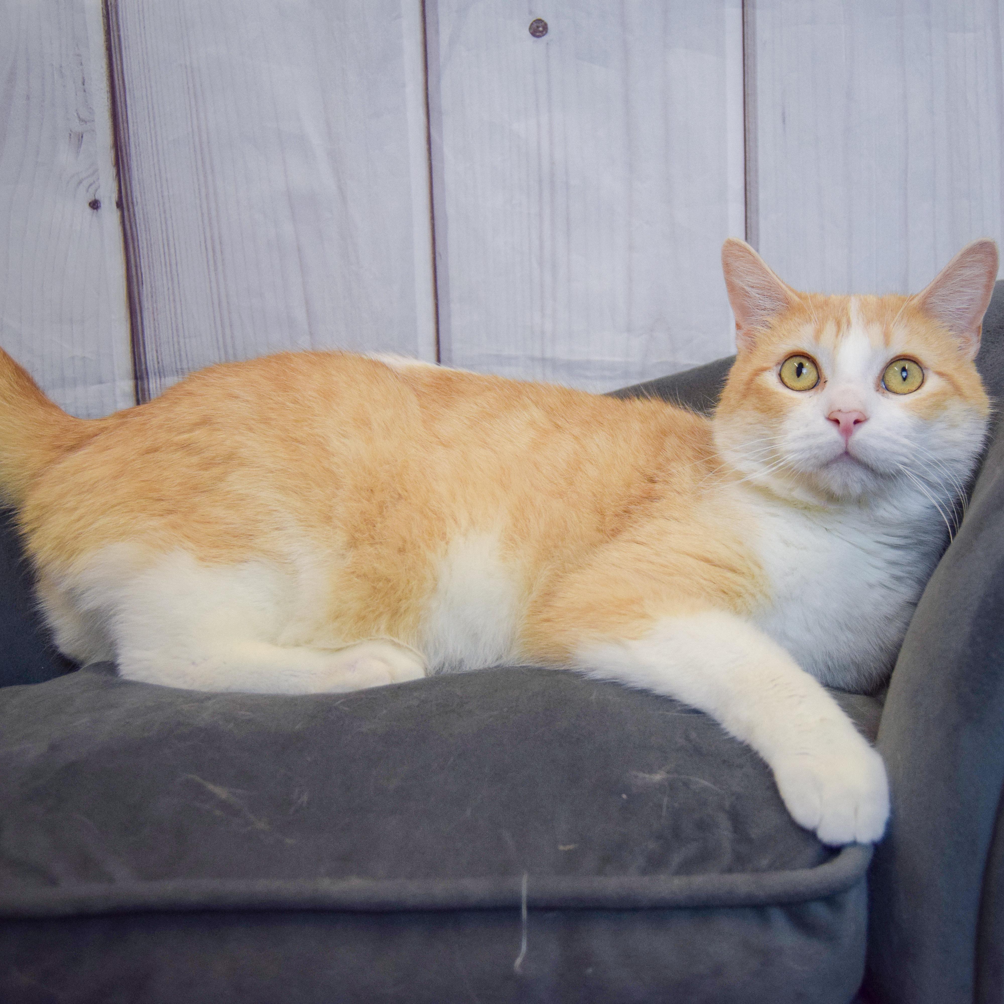 Enlarge Apollo, an adopted mixed breed in Huntley, IL image 3/6