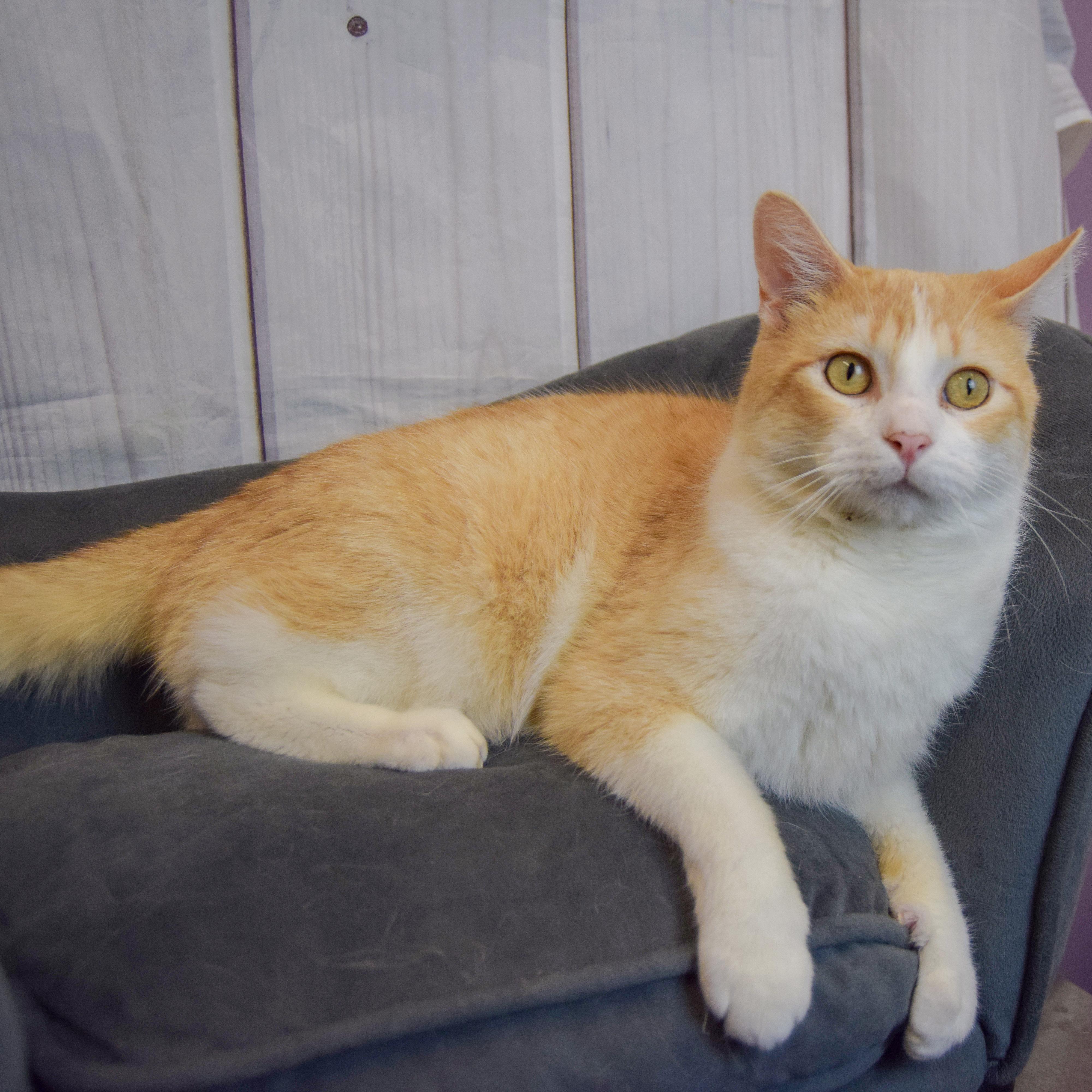 Enlarge Apollo, an adopted mixed breed in Huntley, IL image 2/6