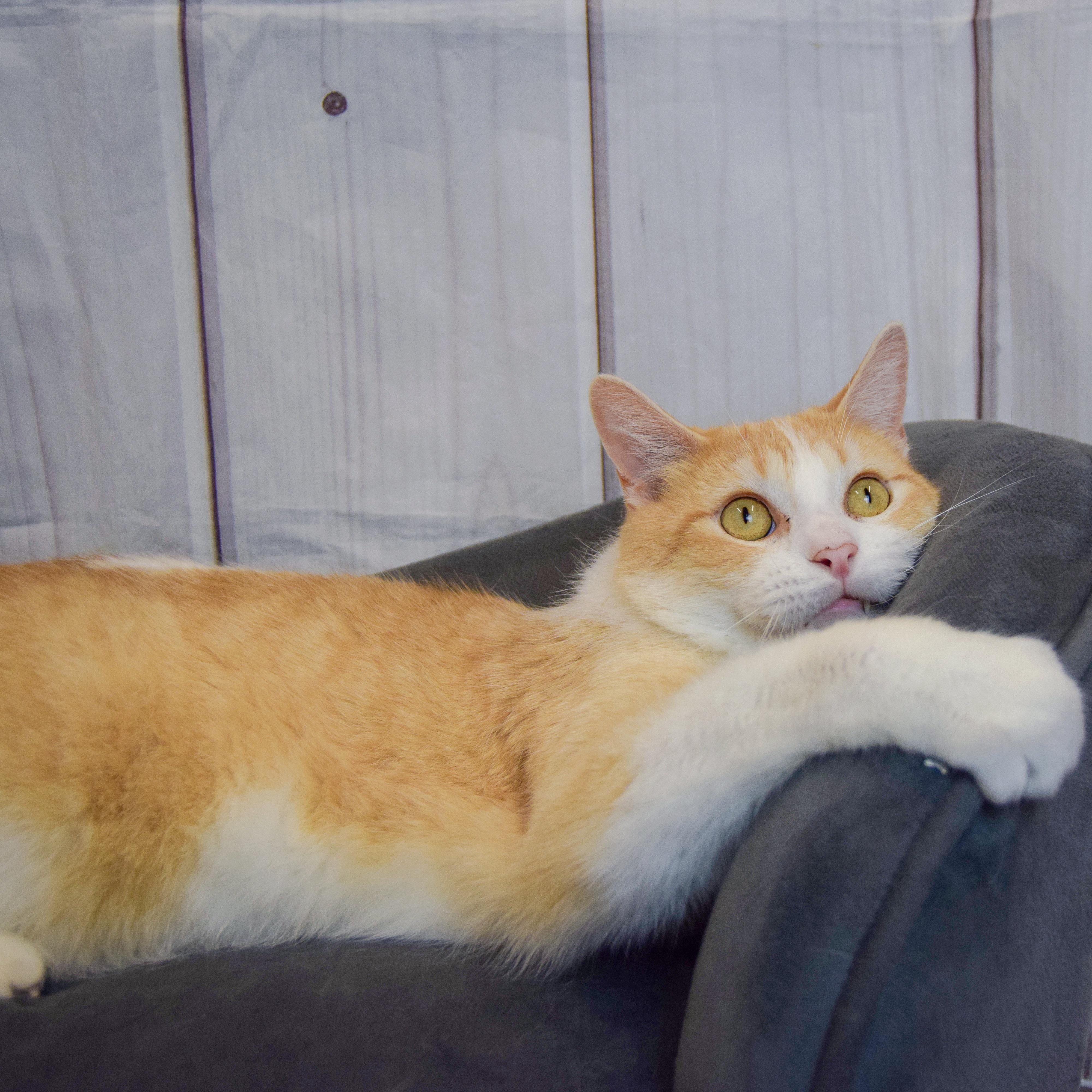 Enlarge Apollo, an adopted mixed breed in Huntley, IL image 6/6