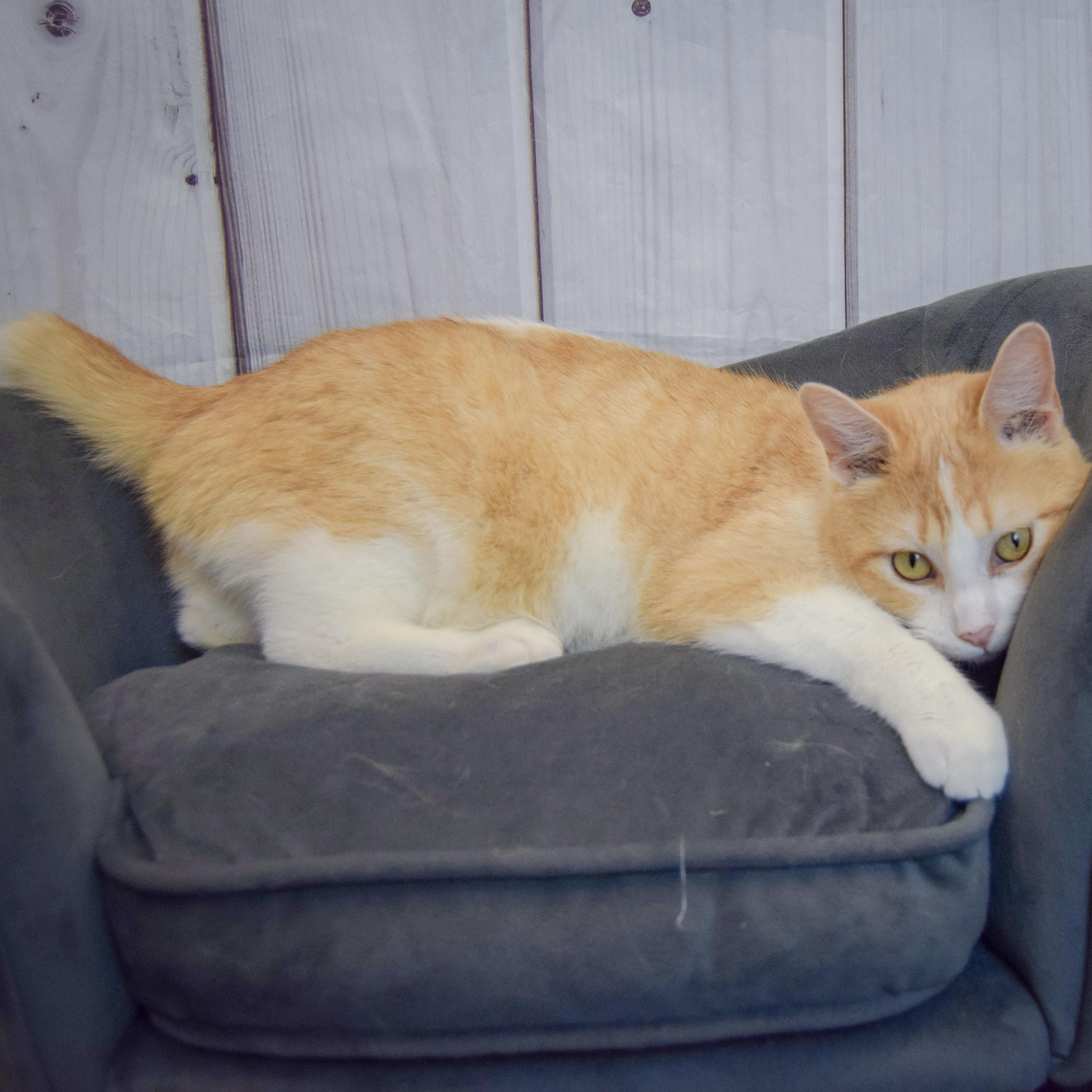 Enlarge Apollo, an adopted mixed breed in Huntley, IL image 5/6