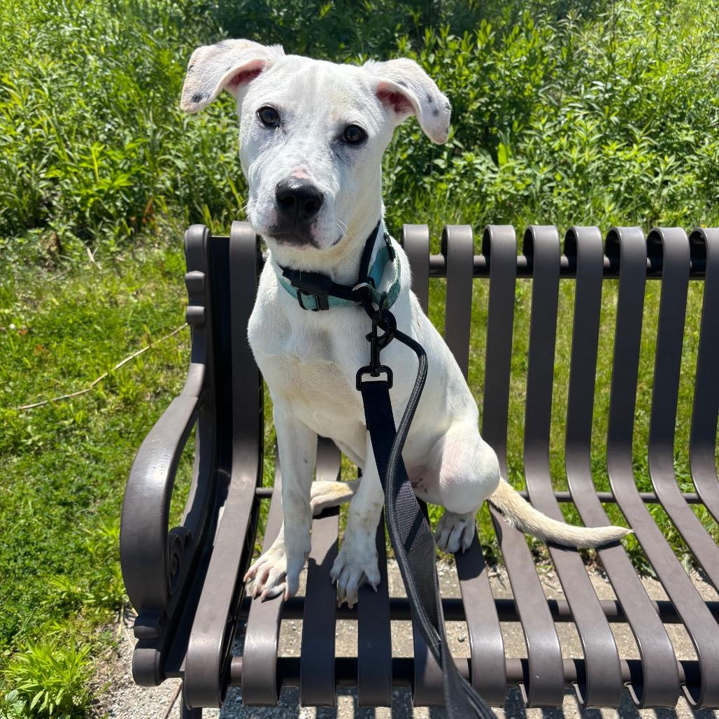 Pepper, Adoptable, Young Male Pit Bull Terrier.