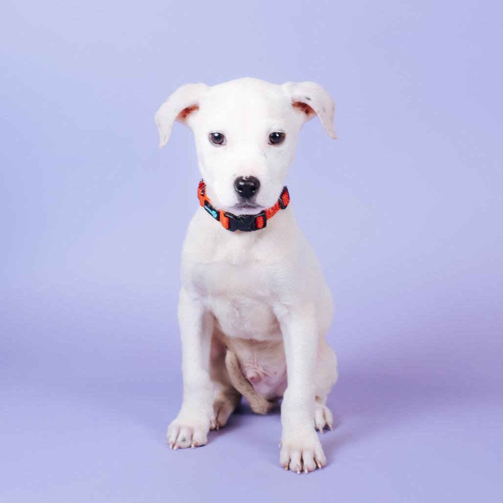 Enlarge Pepper, a Adoptable Pit Bull Terrier in Northbrook, IL image 1/6