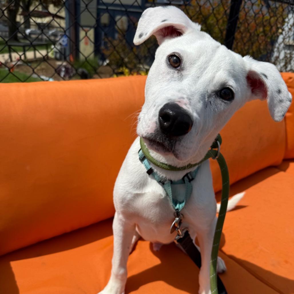 Enlarge Pepper, a Adoptable Pit Bull Terrier in Northbrook, IL image 2/6