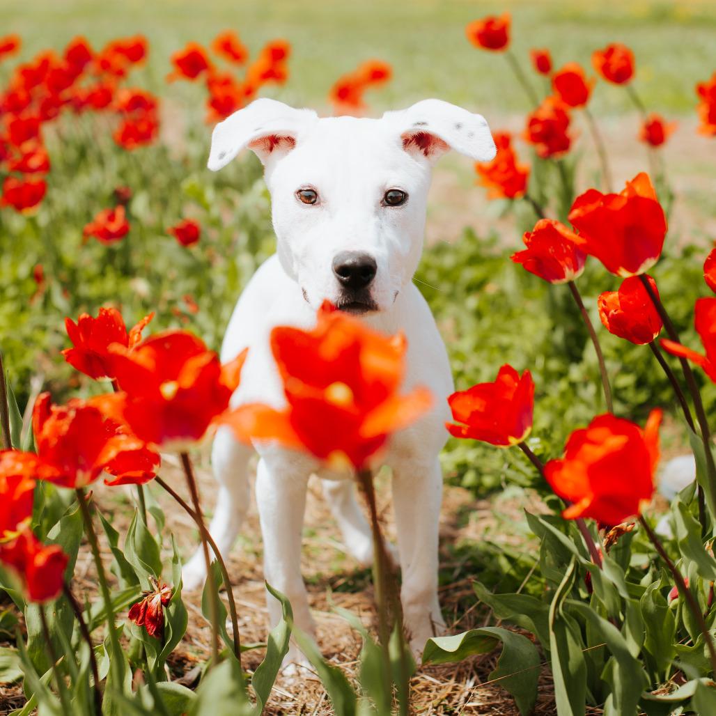 Enlarge Pepper, a Adoptable Pit Bull Terrier in Northbrook, IL image 3/6