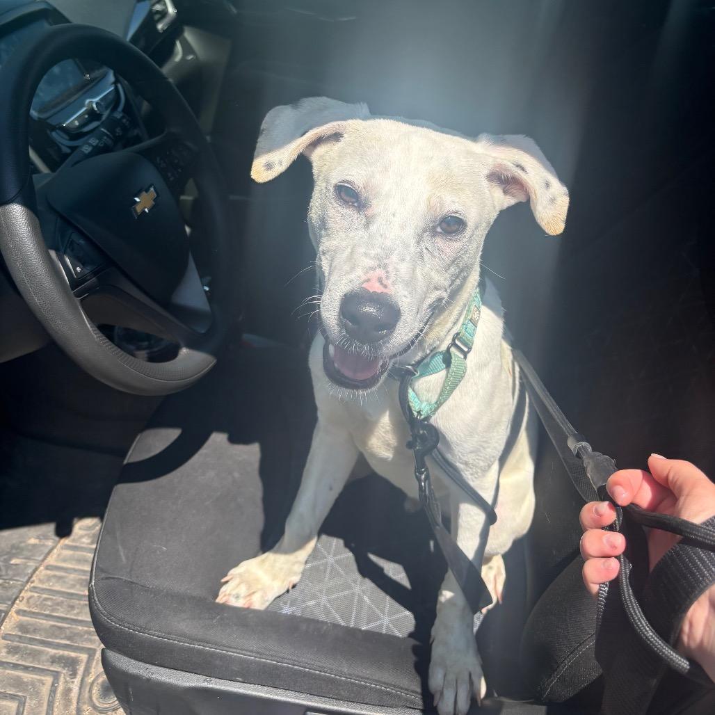 Enlarge Pepper, a Adoptable Pit Bull Terrier in Northbrook, IL image 4/6