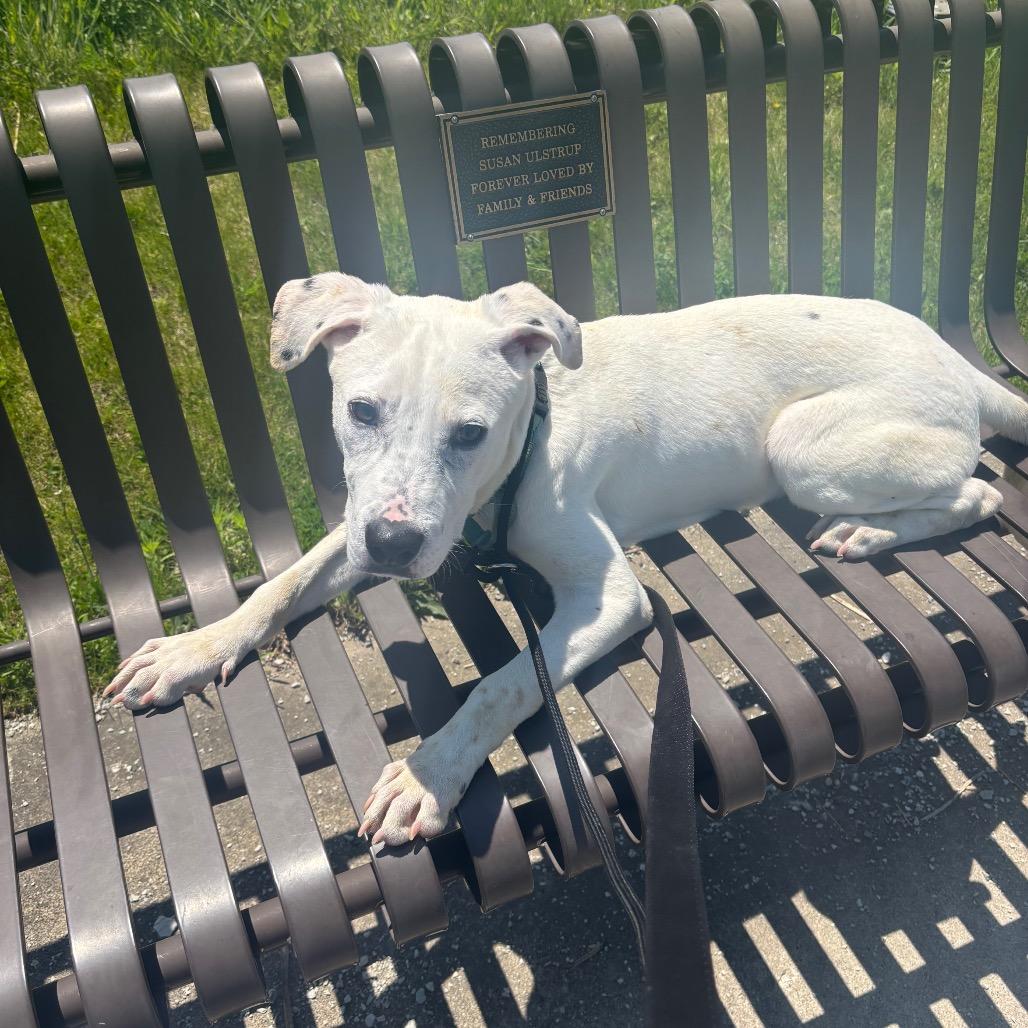 Enlarge Pepper, a Adoptable Pit Bull Terrier in Northbrook, IL image 6/6