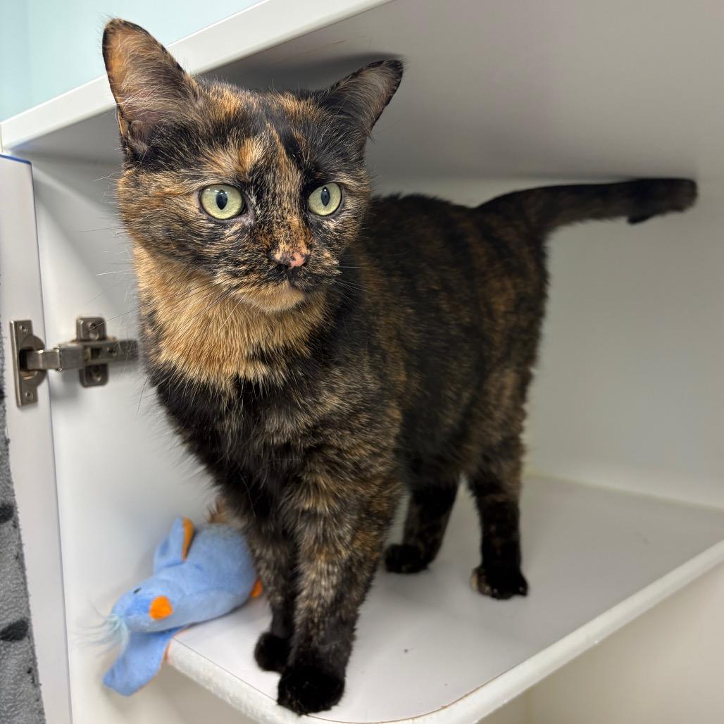 Ginger, Adoptable, Adult Female Domestic Short Hair.