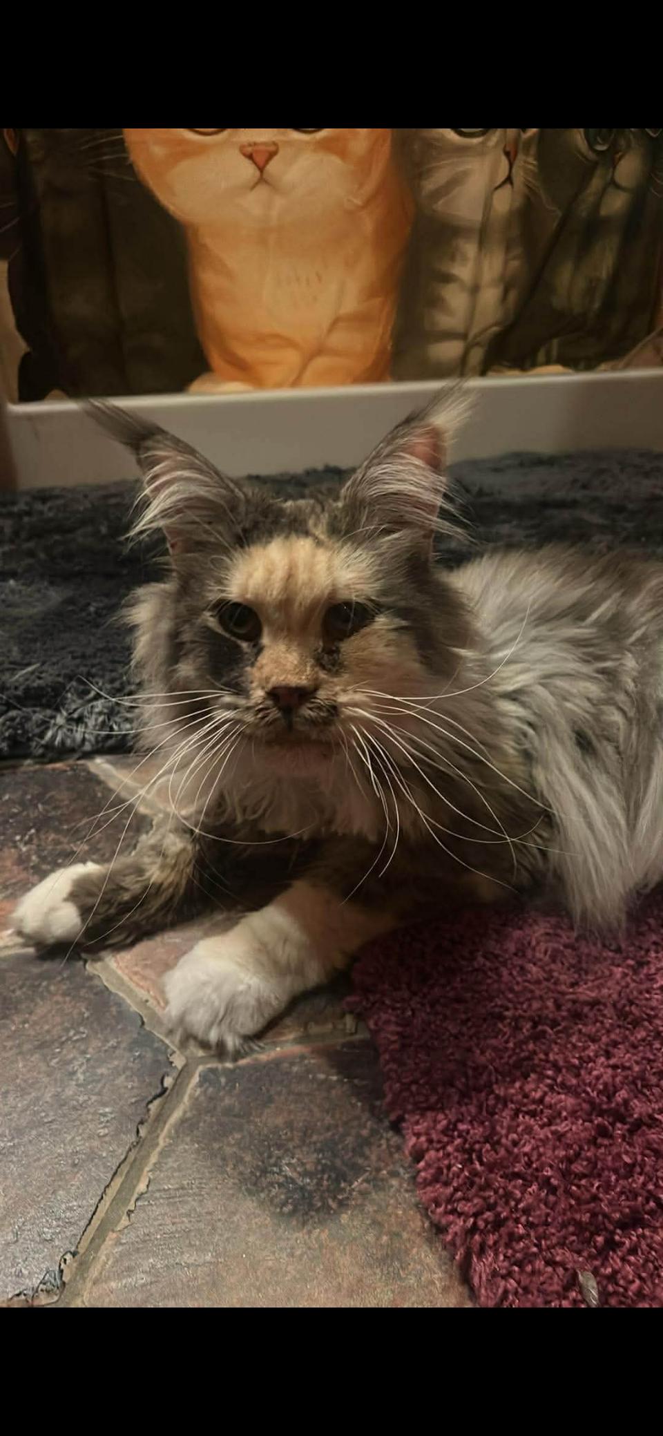 Callee, Adopted, Adult Female Maine Coon.