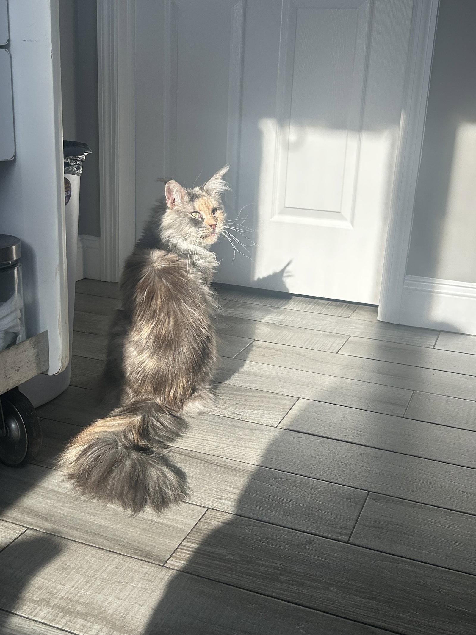 Enlarge Callee, a Adopted Maine Coon in Absecon, NJ image 2/3