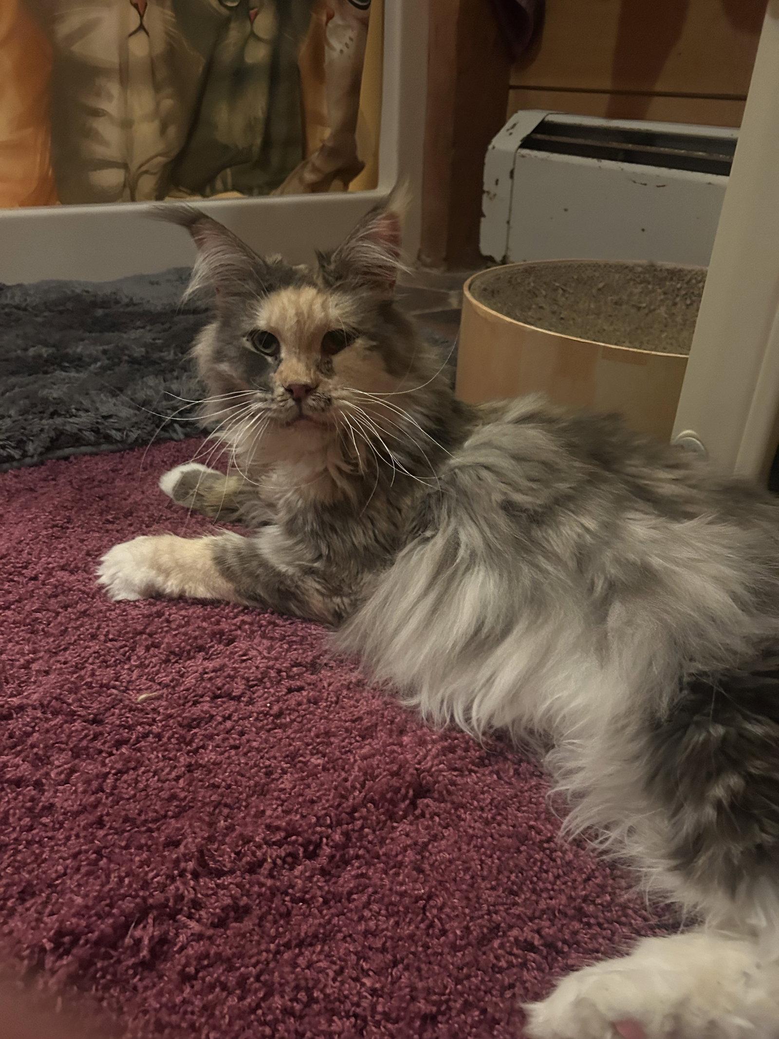Enlarge Callee, a Adopted Maine Coon in Absecon, NJ image 3/3