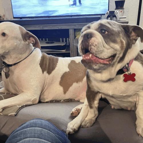 Gentle, Adoptable, Senior Female English Bulldog.