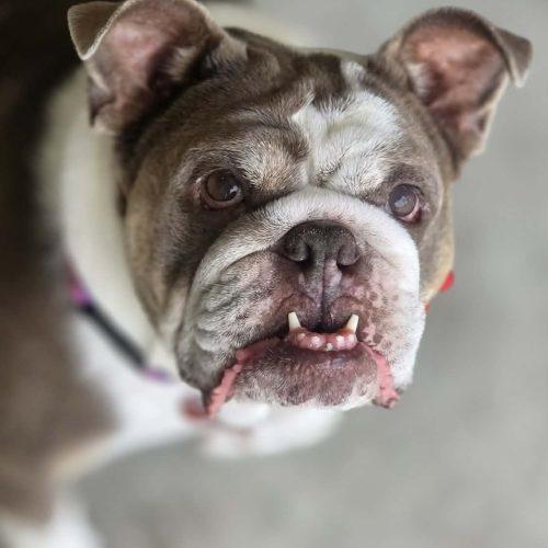 Enlarge Gentle, a Adoptable English Bulldog in Austin, TX image 2/5