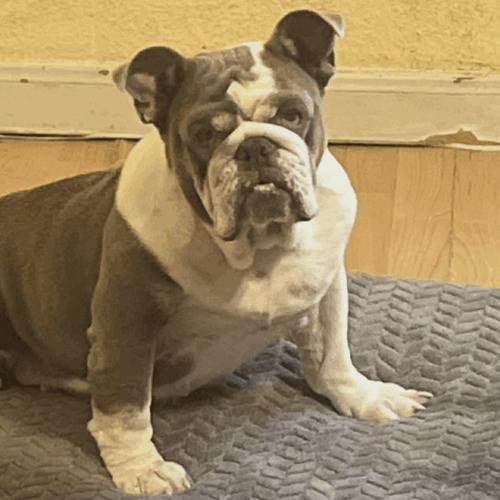 Enlarge Gentle, a Adoptable English Bulldog in Austin, TX image 1/5