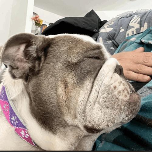 Enlarge Gentle, a Adoptable English Bulldog in Austin, TX image 2/5