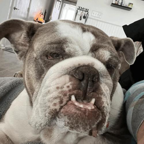 Enlarge Gentle, a Adoptable English Bulldog in Austin, TX image 3/5