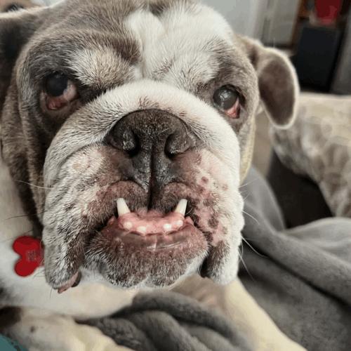 Enlarge Gentle, a Adoptable English Bulldog in Austin, TX image 4/5