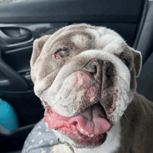 Enlarge Gentle, a Adoptable English Bulldog in Austin, TX image 5/5