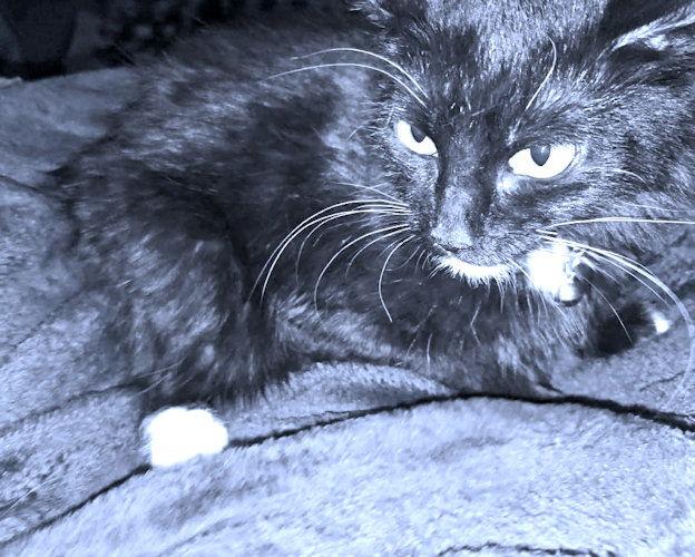 Enlarge Riley, a Adoptable Domestic Medium Hair in Rutherfordton, NC image 1/2