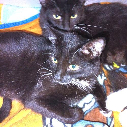 Enlarge Riley, a Adoptable Domestic Medium Hair in Rutherfordton, NC image 2/2