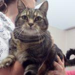 Buttercup, an adoptable Domestic Short Hair in Green Valley, AZ, 85614 | Photo Image 1