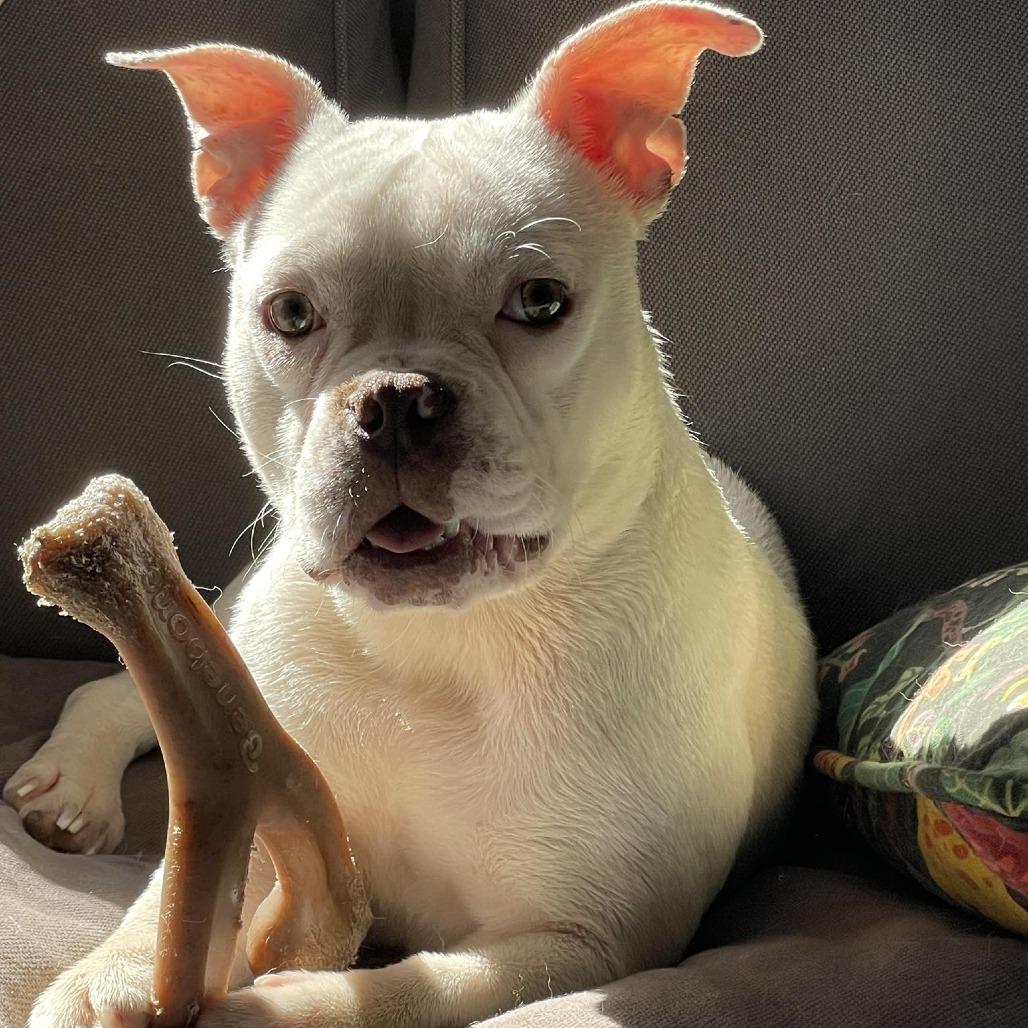 Enlarge Daisy, a Adoptable English Bulldog in Huber Heights, OH image 1/3