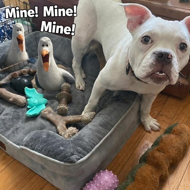 Enlarge Daisy, a Adoptable English Bulldog in Huber Heights, OH image 2/3