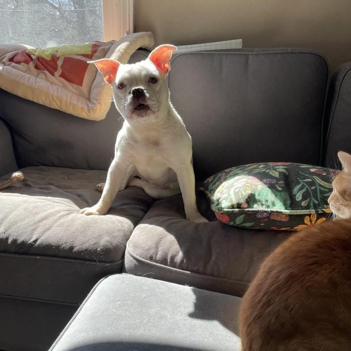 Enlarge Daisy, a Adoptable English Bulldog in Huber Heights, OH image 3/3