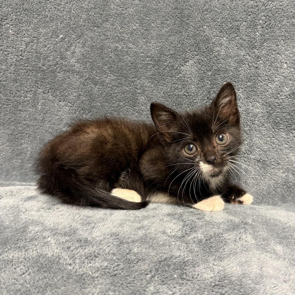Beastboy, a Adoptable mixed breed in Brenham, TX image 3/5