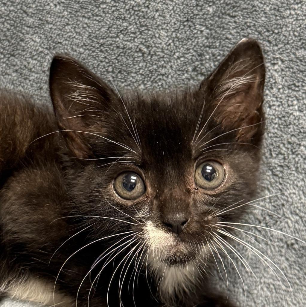 Beastboy, Adoptable, Kitten Male Domestic Short Hair.