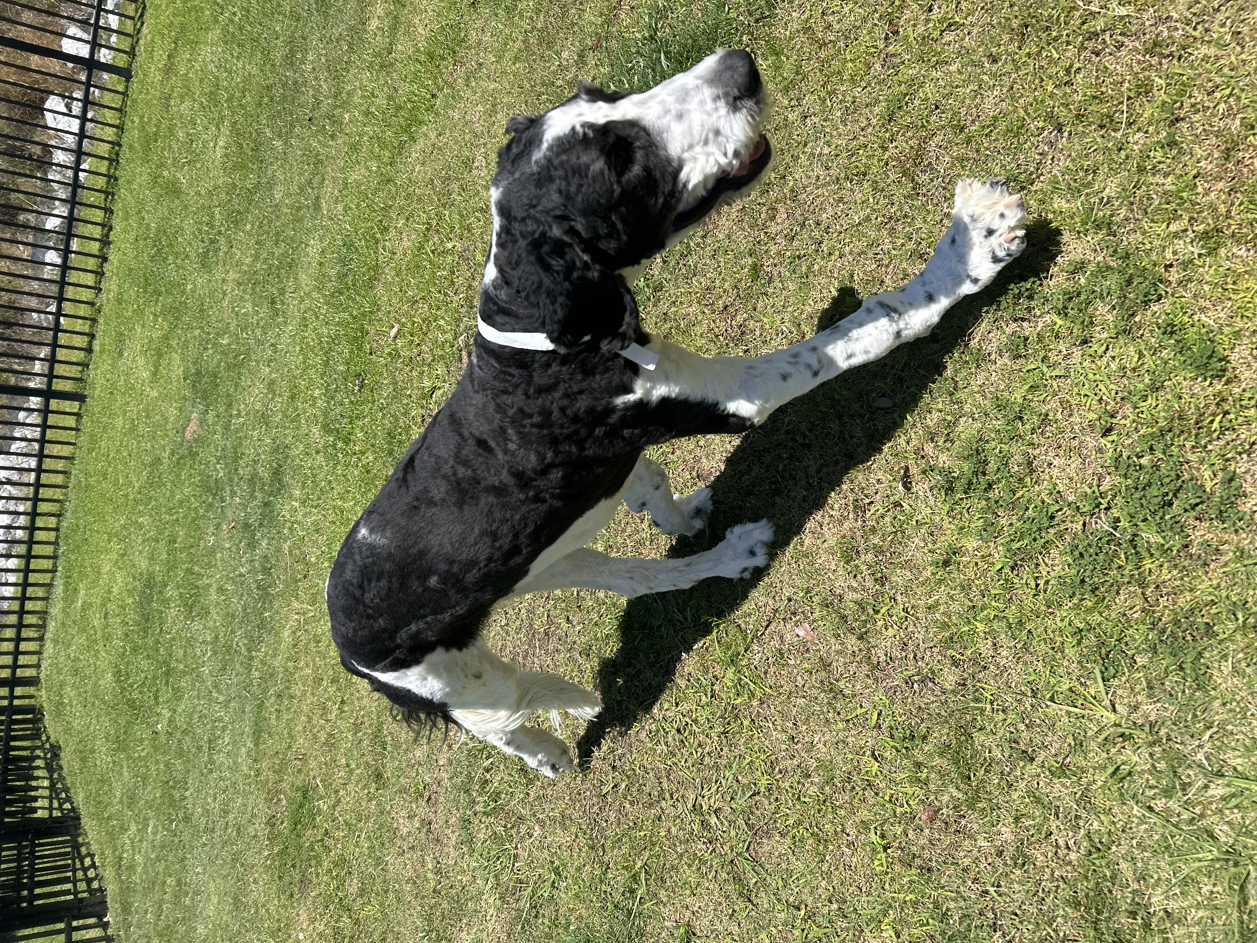 Enlarge Boone, a Adopted mixed breed in Daphne, AL image 3/4