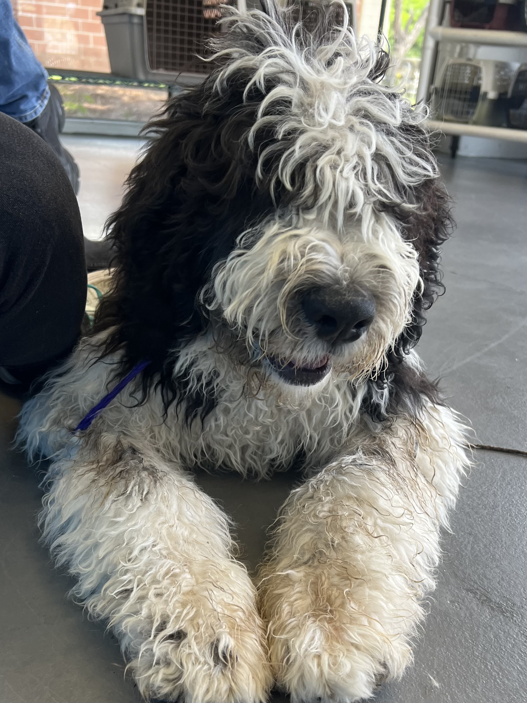 Enlarge Boone, a Adopted mixed breed in Daphne, AL image 1/4