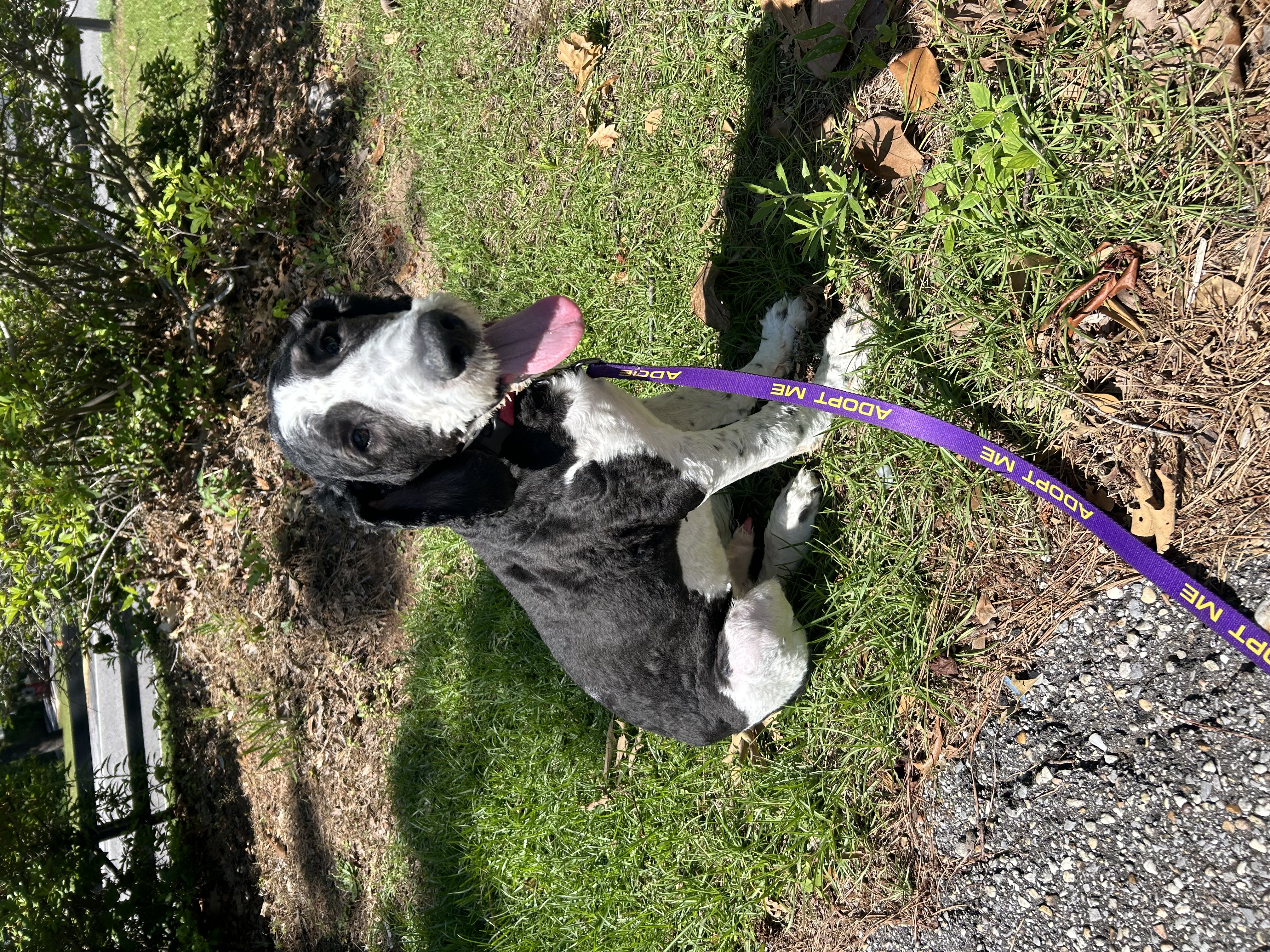 Enlarge Boone, a Adopted mixed breed in Daphne, AL image 2/4