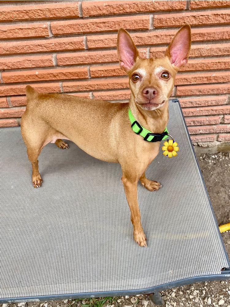 Enlarge Amber - Adoption Pending!, a ADOPTABLE Miniature Pinscher in Houston, TX image 3/4