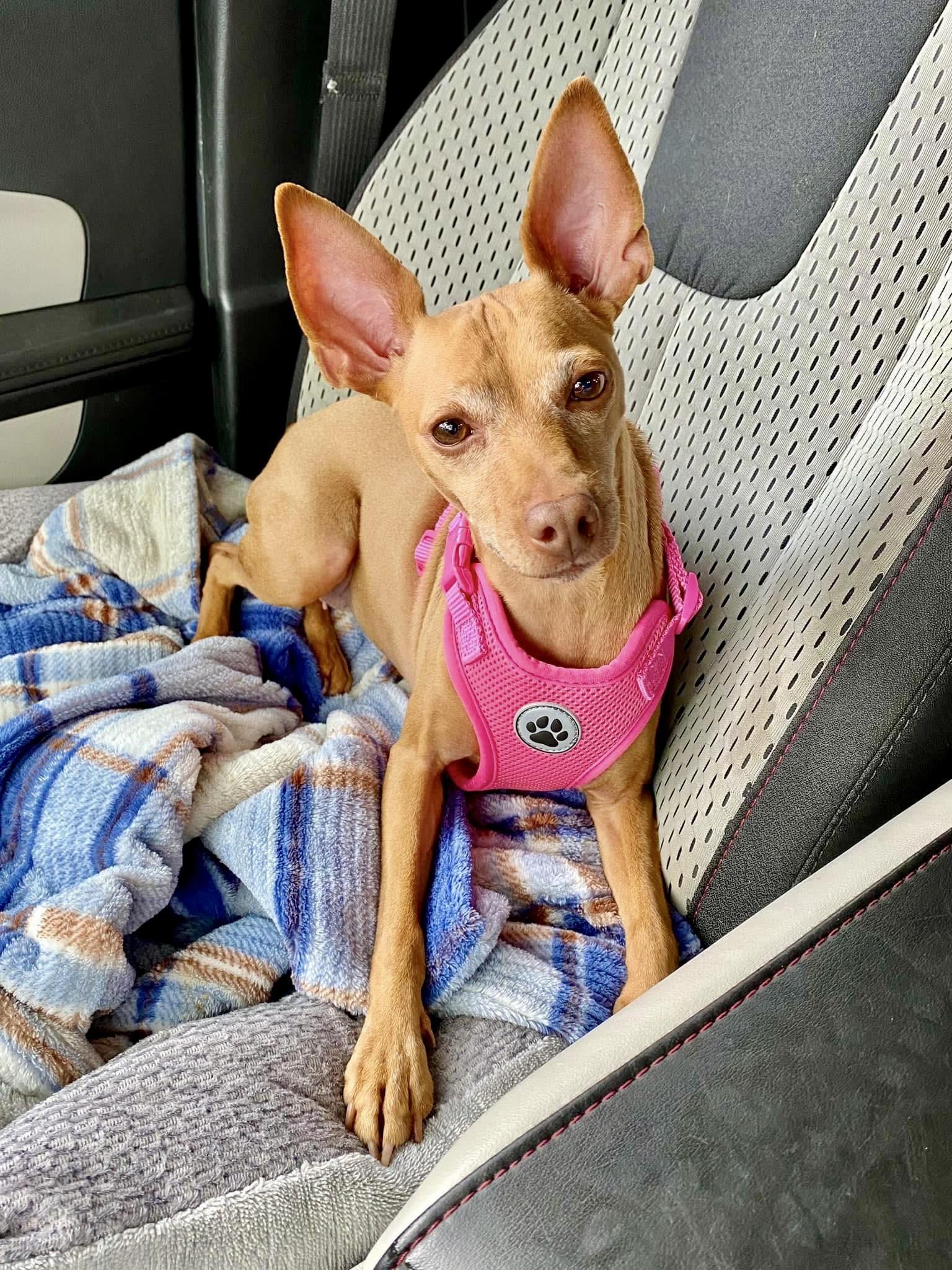 Amber - Adoption Pending!, ADOPTABLE, Adult Female Miniature Pinscher.