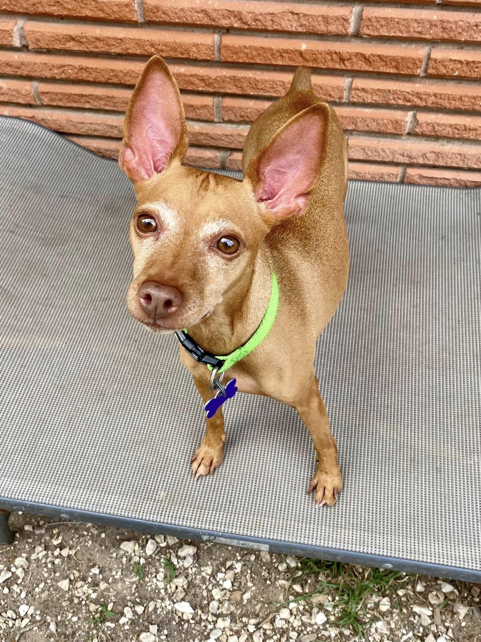 Amber - ADOPTED, adopted, Adult Female Miniature Pinscher.