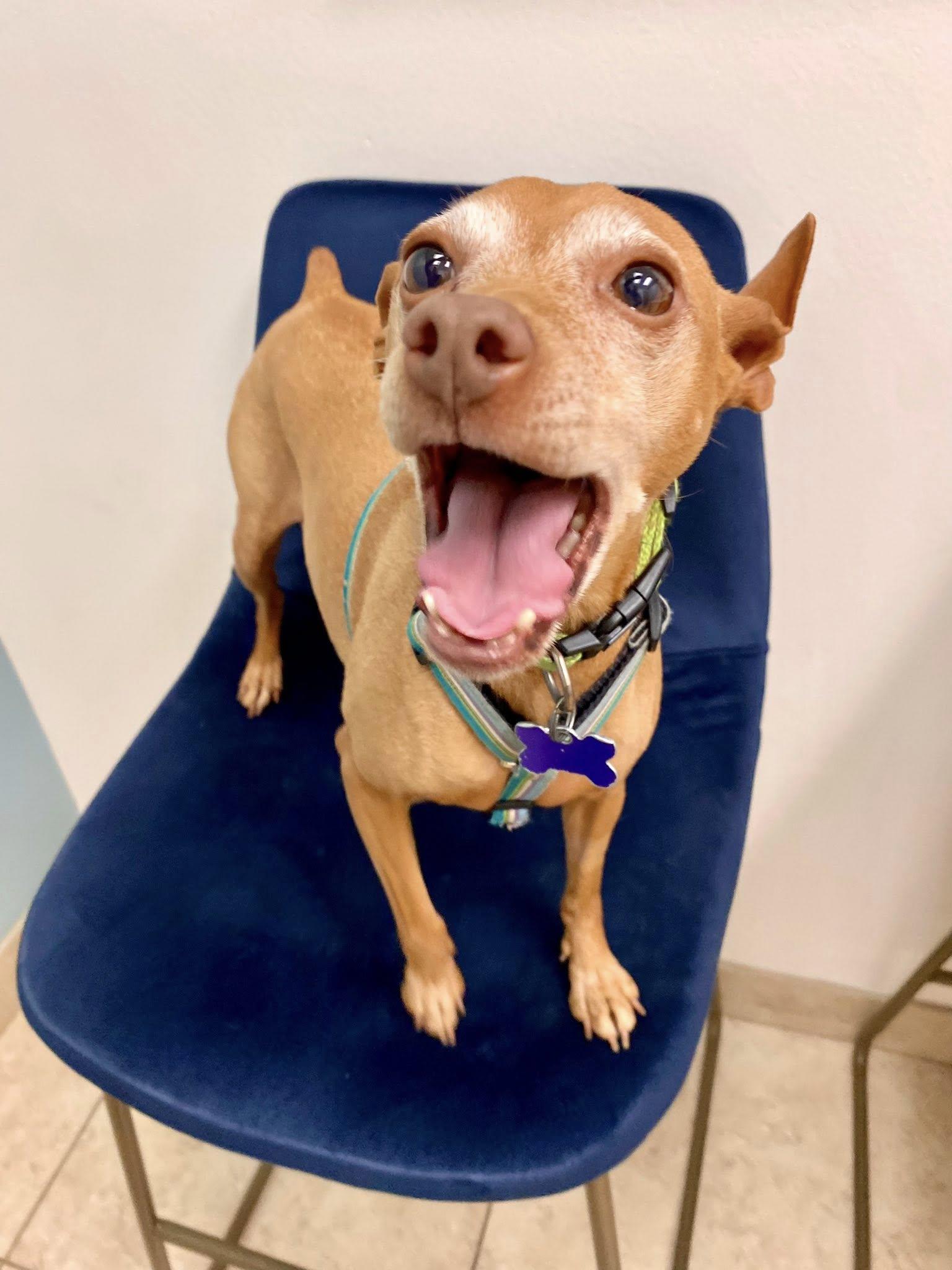 Amber - ADOPTED, ADOPTABLE, Adult Female Miniature Pinscher.