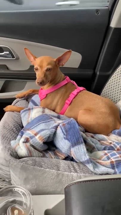 Enlarge Amber - Adoption Pending!, a ADOPTABLE Miniature Pinscher in Houston, TX video 4/4