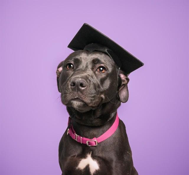 Enlarge RUBY, a Adoptable mixed breed in Saint Louis, MO image 1/1