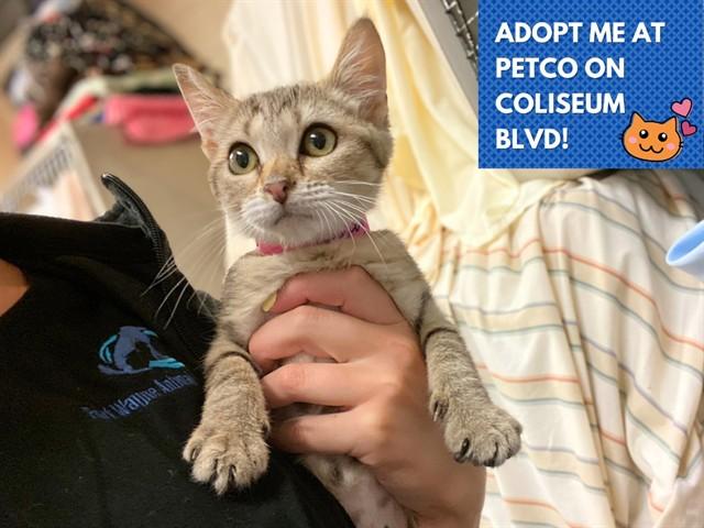 WHEEZY, Adoptable, Kitten Female Domestic Short Hair.