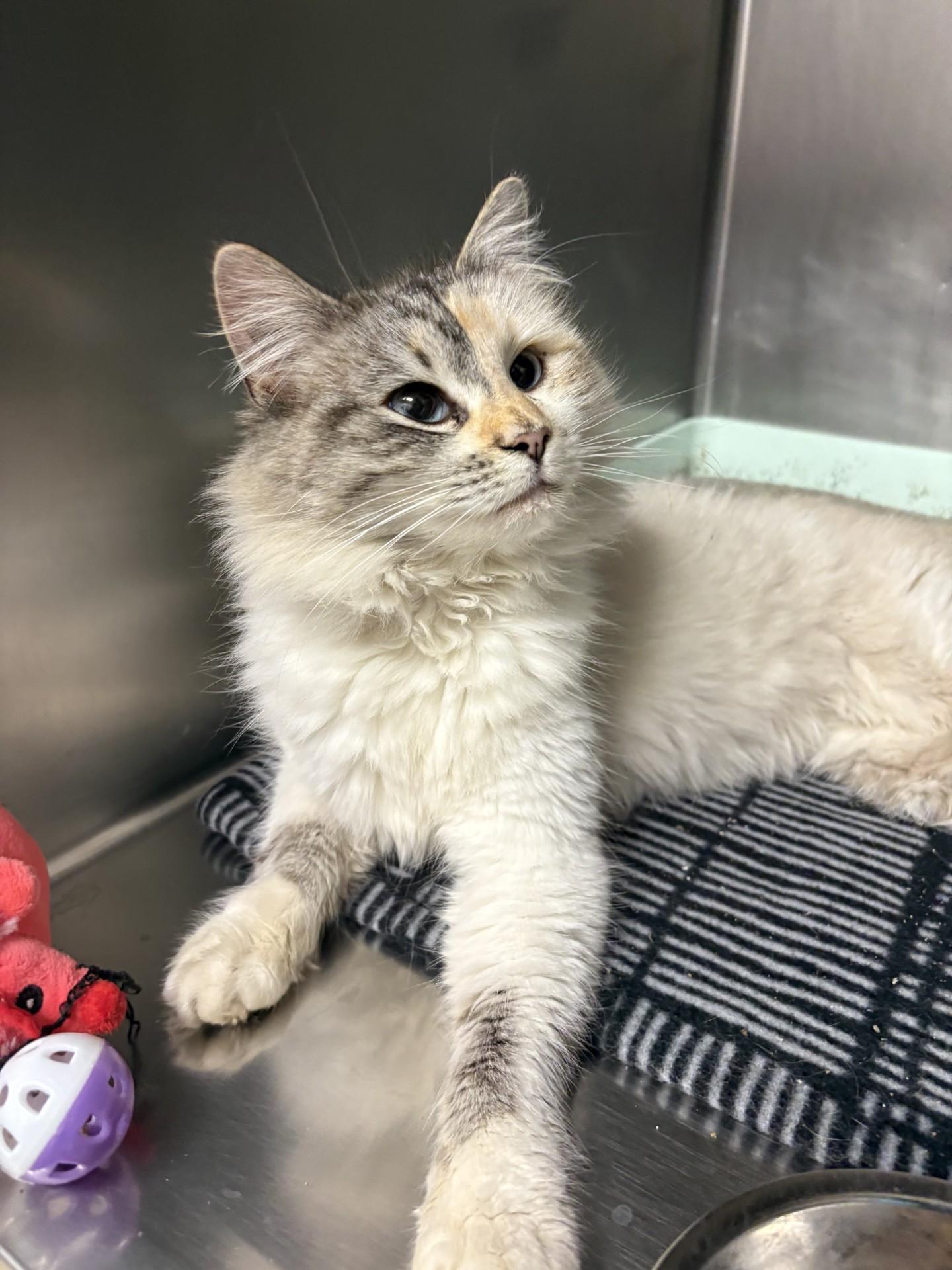 Enlarge Vanilla Bean, an adopted mixed breed in Yorkville, IL image 1/1