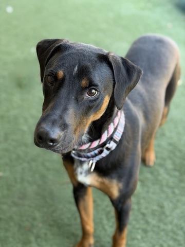 Toffee, a Adoptable mixed breed in Sacramento, CA image 4/4