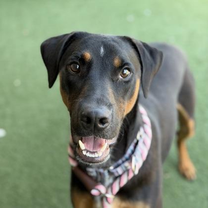 Toffee, Adoptable, Young Male Doberman Pinscher & Siberian Husky.