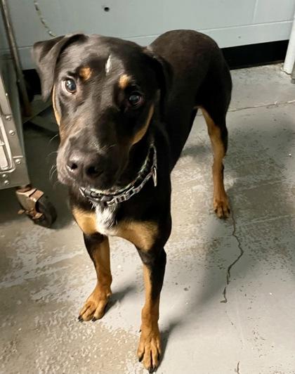 Toffee, a Adoptable mixed breed in Sacramento, CA image 2/4