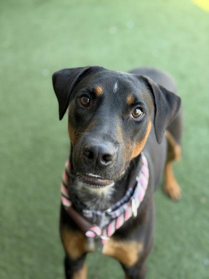 Toffee, a Adoptable mixed breed in Sacramento, CA image 3/4