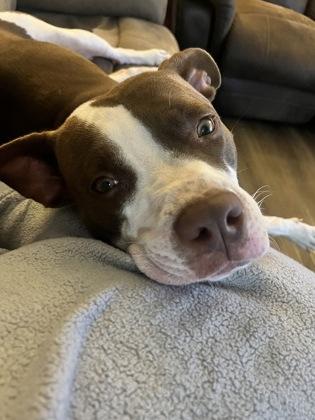 Enlarge Penny 51616, a ADOPTABLE Mixed Breed in Oklahoma City, OK image 3/3