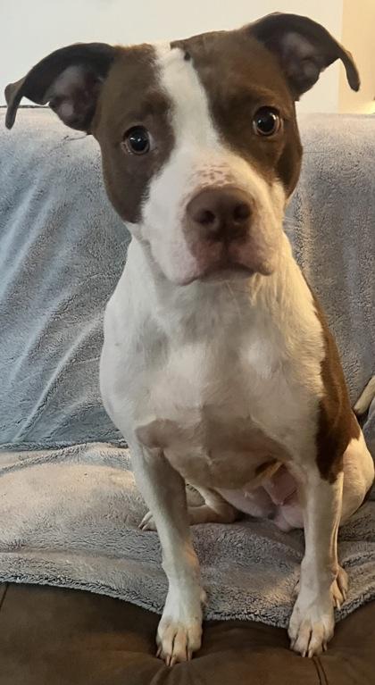 Enlarge Penny 51616, a ADOPTABLE Mixed Breed in Oklahoma City, OK image 2/3